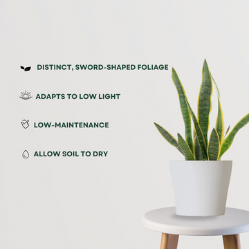 Green Sansevieria indoor plant